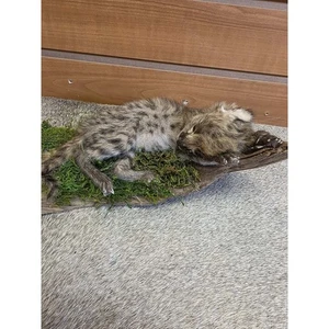 FHAB6 - Serval Gato Bebé Gatito Taxixermia Montaje - Imagen 1 de 3