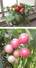 3 Himbeer-Tomaten schnellwüchsige immergrüne Obst Gemüse Pflanzen für den Garten