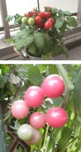 3 Himbeer-Tomaten schnellwüchsige immergrüne Obst Gemüse Pflanzen für den Garten - Bild 1 von 1