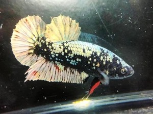 Live Betta Fish Giant AvatarNebula Black Copper Gold male Highquality (Rareitem) - Picture 1 of 9