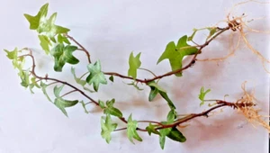 Hedera helix 'Wonder' English ivy - Bare Rooted Stem Cuttings x 2 - Picture 1 of 7