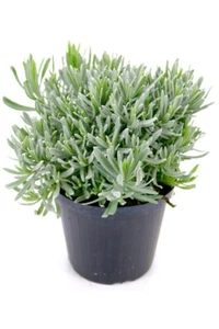 Italienischer Lavendel 15cm Topf, echter Lavendel Pflanze, Lavendula Angustif... - Bild 1 von 2