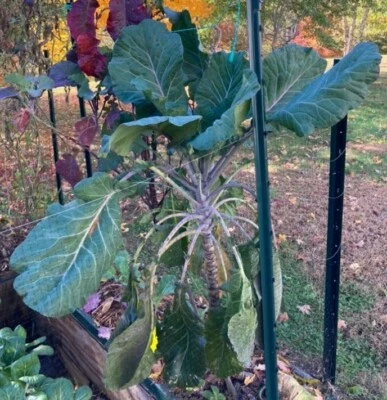 COLLARD GREEN (AFRICAN TREE COLLARD HYBRID-LONGHEAD)GIANT-6 FOOT PLANTS-50 SEEDS - Image 1 of 3