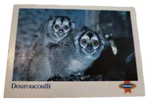 Colonial Bush Gardens Tampa Florida Trading Card Douroucoulli (H5 - Picture 1 of 2
