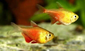 Orange Von Rio Tetra - Picture 1 of 1