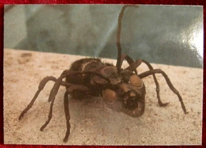 THE OUTER LIMITS - Card #13 - Notable Bears - DuoCards 1997 - Picture 1 of 2