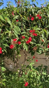 Jatropha Integerrima - Foto 1 di 3