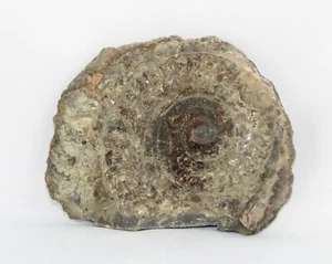 Ammonit Negativ Ammonite Yorkshire Coast Fossil SG026 - Bild 1 von 1