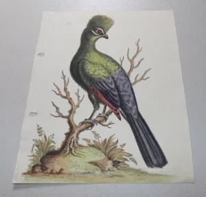 Antiker Vogeldruck Ende 1700 / GUINEA TAURACO - Bild 1 von 1