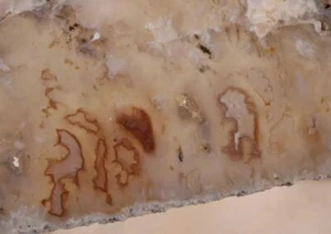 Graveyard Plume Agate lapidary rough 7.6 oz slab - Picture 1 of 5