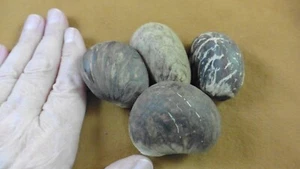 tn-19-1) 4 large natural Tagua Nut whole nuts craft Carving Dried plain uncut - Picture 1 of 1