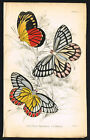 Papillons blancs de jardin et philyre, imprimé antique coloré à la main - Jardin 1837