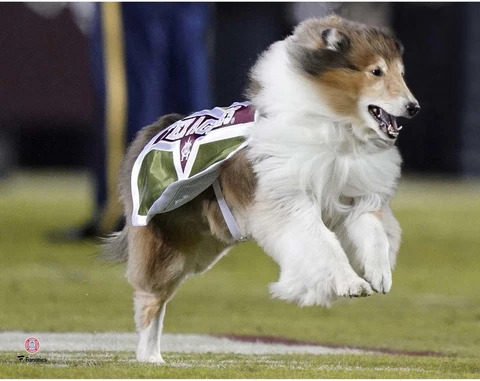 Texas A&M Aggies Unsigned Reveille Running Photograph Cover