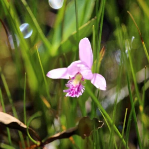Pogonia ophioglossoides Moororchidee orchids Cypripedium orquídeas Bulbophyllum - Bild 1 von 1