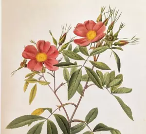 P J Redoute Rosen Floral Botanical Art Marsh Rose Bookplate Kunstdruck 63 - Bild 1 von 3