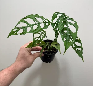 Monstera obliqua Peru #1 - Picture 1 of 3
