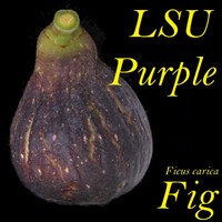 ~LSU PURPLE~ FIG Hardy FRUIT TREE Ficus Carica YUMMY Live small Potted Plant