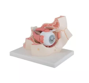 Anatomical Model Of Human Eye With Orbit - Picture 1 of 6
