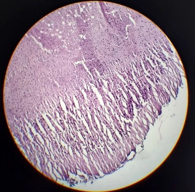 Diapositiva microscopio vintage años 60 médula espinal conejo animal histología Foto 1 de 2