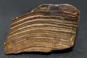 Madera Petrificada de Provincia de Entre Ríos, Argentina (Fluorescente) - Imagen 1 de 2