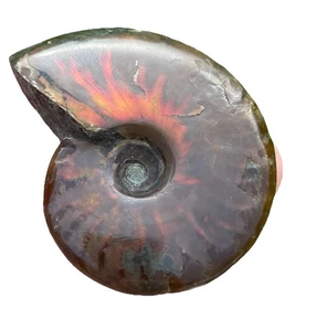 Beautiful Rainbow Ammonite Fossil From Madagascar Authentic Specimen - Picture 1 of 3