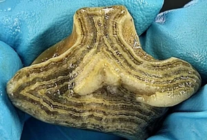 Muestra de ágata pradera Great Bands superior 12 g ver video jaspe - Imagen 1 de 8