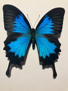 Real Insect/Butterfly/Moth Set/Spread B2569 Rare XL Blue Papilio ulysses - Picture 1 of 3