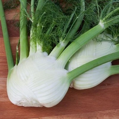 Semillas de hinojo Orazio - 2000 semillas Foto 1 de 2