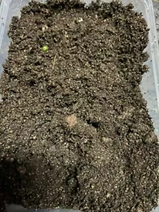 4LTR Aquatic Compost Soil Potting Garden Planting Pond fish/Tropical Fish**loose - Picture 1 of 1