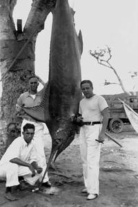 Blauer Marlin in Kuba 1940 4x6 Foto - Bild 1 von 1
