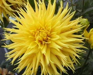 Dahlia : Principessa Gialla: $55.90 For 2 Bulbs :Free Postage - Foto 1 di 1