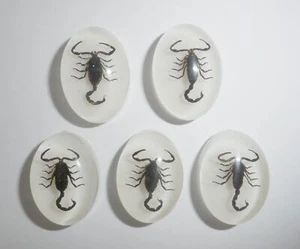 Insect Cabochon Black Scorpion Oval 18x25 mm on White bottom 12 pieces Lot - Picture 1 of 11