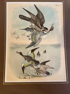 ANTIK - WANDERFALKE und PIN TAIL DUCK CHROMOLITHOGRAPH.  Lithographie PL Vi - Bild 1 von 1