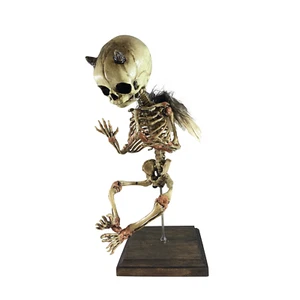 Incubus Demonio Diablo De Colección Esqueleto Demonio Feto Satánico Cráneo Bebé  - Imagen 1 de 3