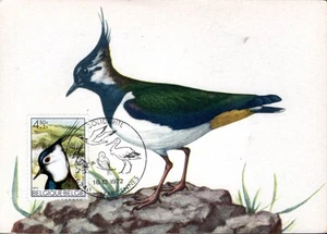 912+ FDC CARTE 1er JOUR BELGIQUE OISEAUX VANELLUS - Picture 1 of 1