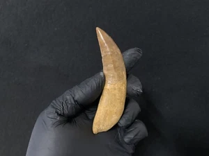 Dent Fossile Dinosaure Carcharodontosaurus T-Rex Dinosaur fossil tooth 105 mm! - Imagen 1 de 8
