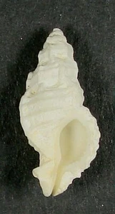 MUREX PAUPERCULUS 22.72mm BEAUTIFUL SPECIMEN East Sister Rocks, Marathon Florida - Picture 1 of 2