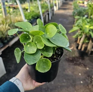 6in pot Pilea Peperomioides | Chinese Money Plant | UFO Plant | Peperomia Plant - Picture 1 of 1