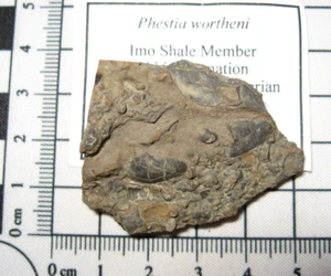 Mississippian bivalve fossil Imo Pitkin Fm Arkansas - Phestia wortheni slab #4 - Picture 1 of 4