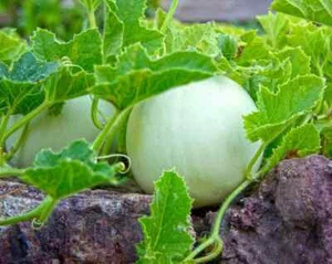 Sweet Melon Sakata Seeds WHITE MELON Home Vegetable Garden Sweet Melon Sakata - Picture 1 of 1