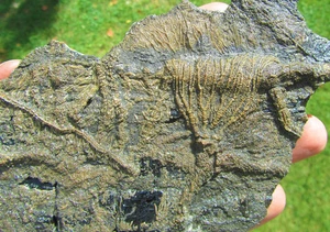 Rare big complete crinoid on driftwood fossil 200 mm Jurassic Coast Fossils rock - Picture 1 of 10