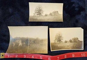 Vintage Sepia Rinder Landhaus Fotos - Bild 1 von 4