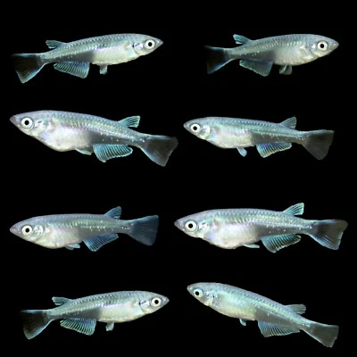 8 Medaka, Platinum Blue Miyuki Japanese Rice Fish, Easy Hardy Aquarium/Pond Fish - Image 1 of 4