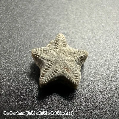 Fósil de estrella crinoide - Tidmoor Point, Dorset, arcilla de Oxford, período jurásico Foto 1 de 2