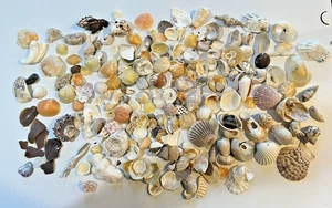Gran Lote Hermosas Conchas Marinas Colección de por Vida + Vidrio de Mar Lote 12 - Imagen 1 de 8