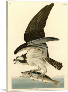 ARTCANVAS Fish Hawk - Osprey Canvas Art Print by John James Audubon - Picture 1 of 14