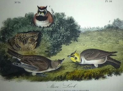 Audubon 1st ed Octavo   SHORE LARK   Birds of America  1840  original  plate 154 - Image 1 of 4
