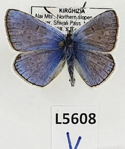 Lycaenidae, Polyommatus amor, macho, A1-, Kirguistán - Imagen 1 de 2