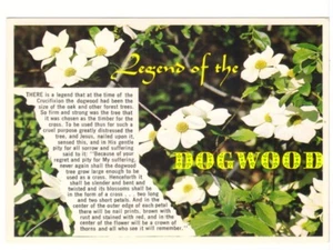 Legend Of The Dogwood, British Columbia Floral Emblem, Chrome Postcard - Picture 1 of 2