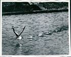 1976 Duwamish River Kellogg Island Salt Marsh Goldeneye Water Bird 8X10 Photo